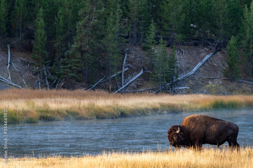 Bison near the Madison River in Yellowstone National Park in the morning sunrise Bison near the Madison River in Yellowstone National Park in the morning sunrise