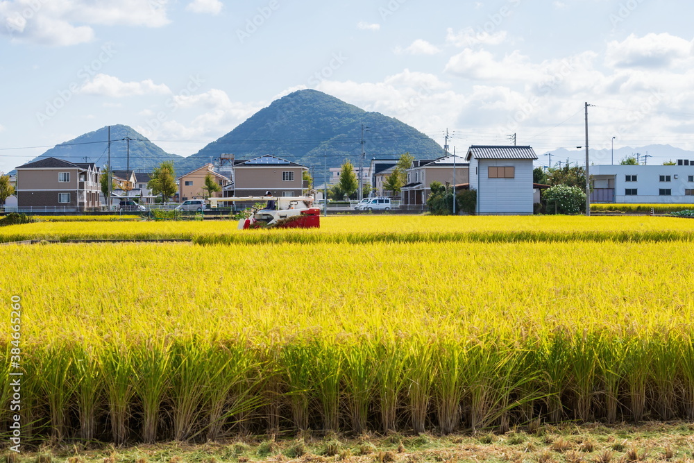 Rice harvesting at countryside of Takamatsu city , Kagawa, Shikoku, Japan