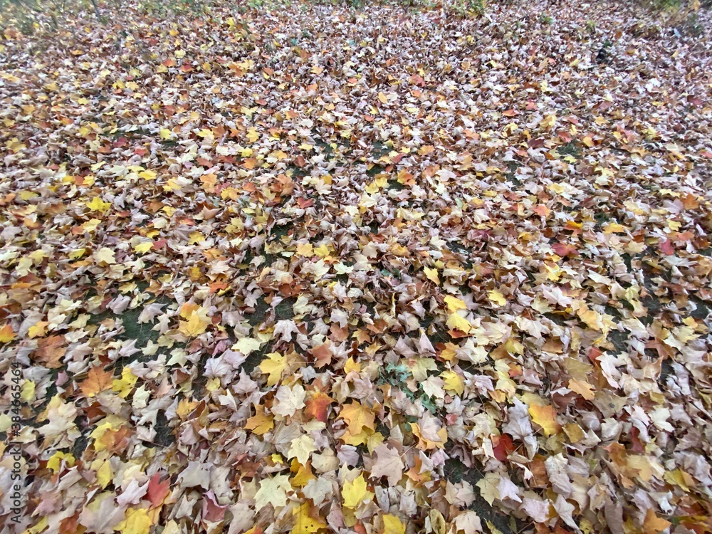 leaves covering the ground leaves covering the ground