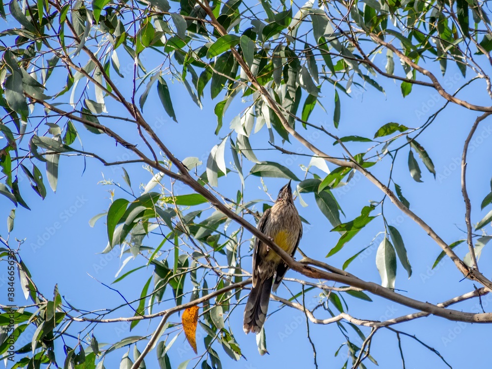 Fototapeta premium Wattle Bird Looking Up