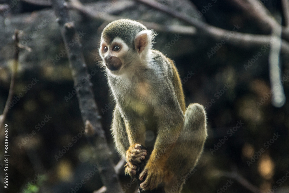 beautiful little squirrel monkey in nature beautiful little squirrel monkey in nature