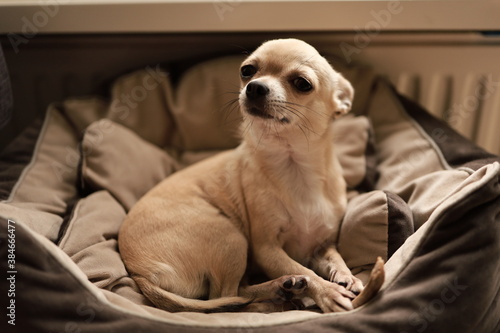 Wallpaper Mural Closeup portrait of small funny beige mini chihuahua dog, puppy laying in dog bed with bone Torontodigital.ca