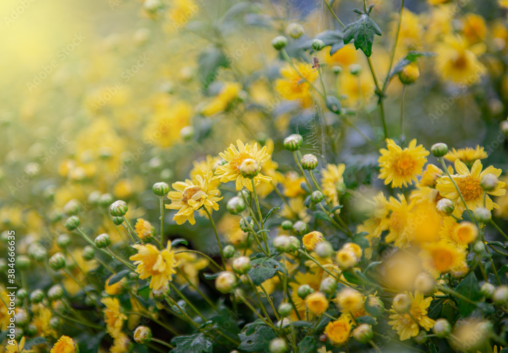 Obraz premium Beautiful yellow flower field, yellow flower bud and blossom, light fair.