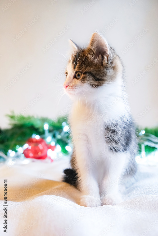 small kitten on white background sits next to Christmas tinsel and toys. The concept of holiday and giving. Christmas