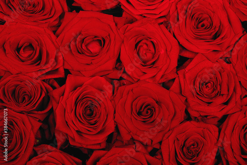 background texture red roses