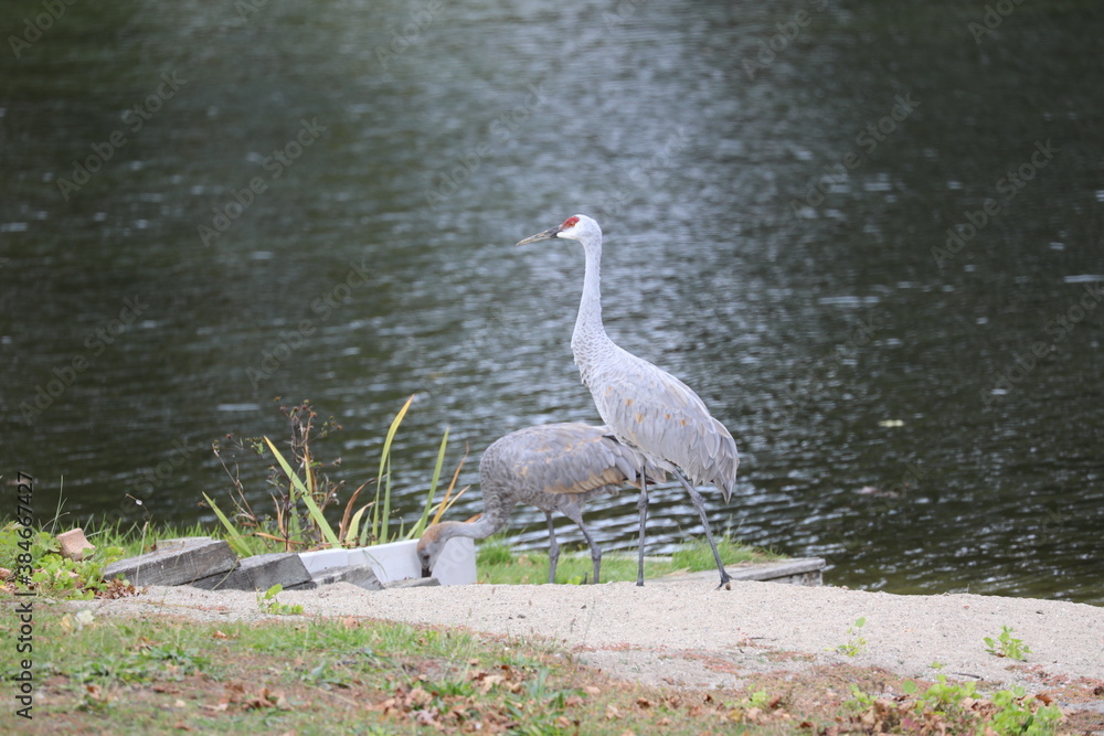 Fototapeta premium cranes by the lake