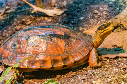 The golden coin turtle (Cuora trifasciata) is a species of turtle endemic to southern China and northern Vietnam. It has three distinct black stripes on its brown carapace.