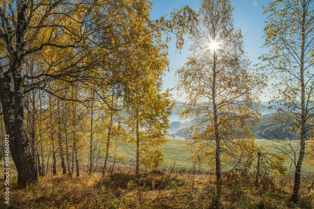 Golden autumn, indian summer. Sun rays through the branches. Birch forest and picturesque edge.