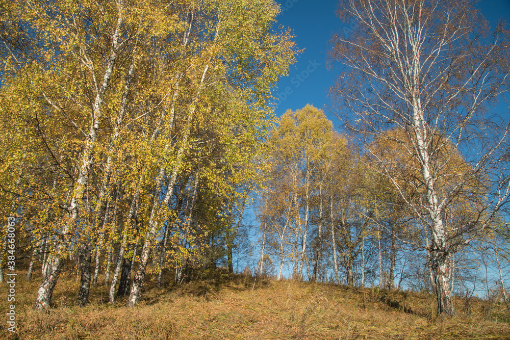 Autumn landscape. Yellow trees against the blue sky. Autumn landscape. Yellow trees against the blue sky.