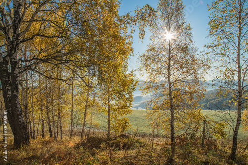 Golden autumn, indian summer. Sun rays through the branches. Birch forest and picturesque edge.