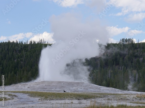 Breathtaking show of the Old Faithful geyser during one of its regular eruptions at Yellowstone National Park, Wyoming.