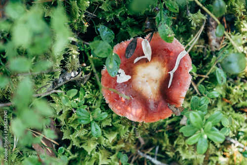 Red russula mushroom in the forest. Red colored fungi mushrooms photo