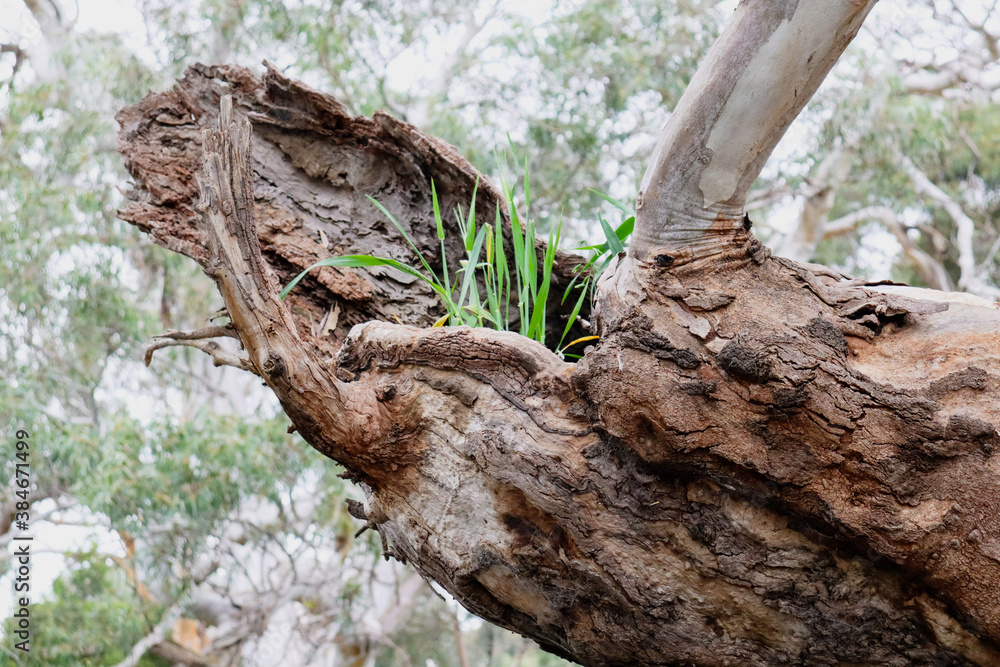 branches in the australian bushland