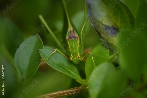 Locusts have tentacles that are relatively short. Most of the time, the tentacles of the locust are shorter than their body size. And have short reproductive organs