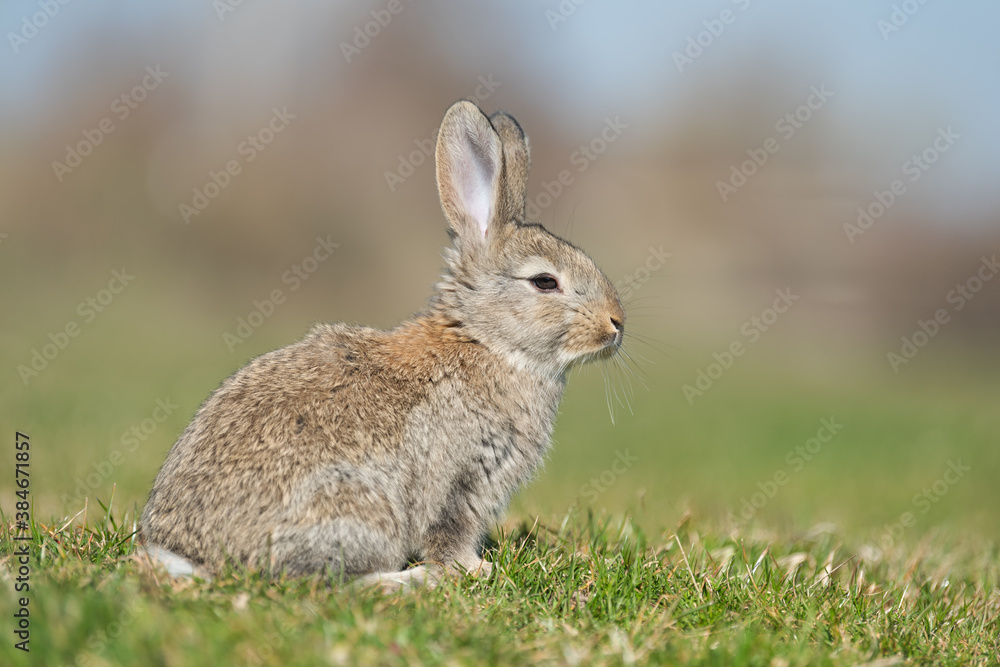 Rabbit hare while looking at you on grass Rabbit hare while looking at you on grass