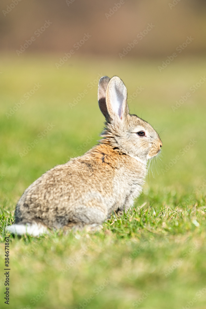 Rabbit hare while looking at you on grass Rabbit hare while looking at you on grass