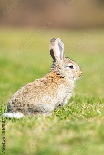 Rabbit hare while looking at you on grass © Pavlo Burdyak