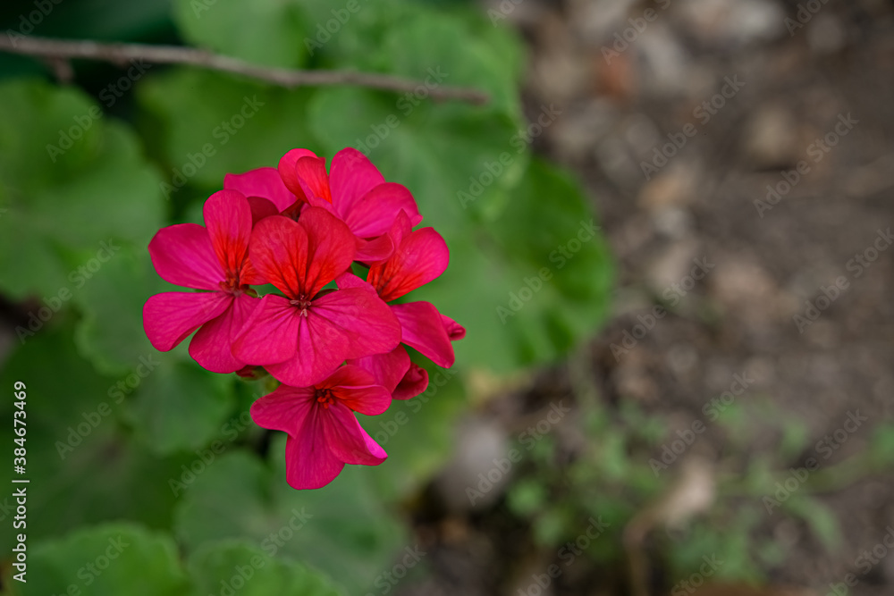 Fototapeta premium malvón planta de jardin con flor púrpura
