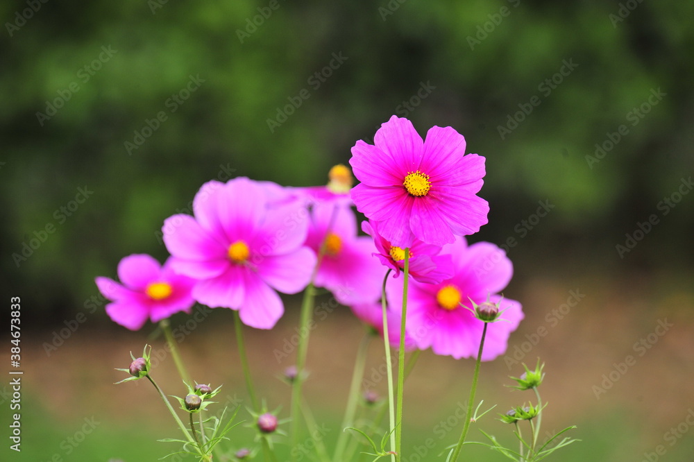 flower in the garden flower in the garden