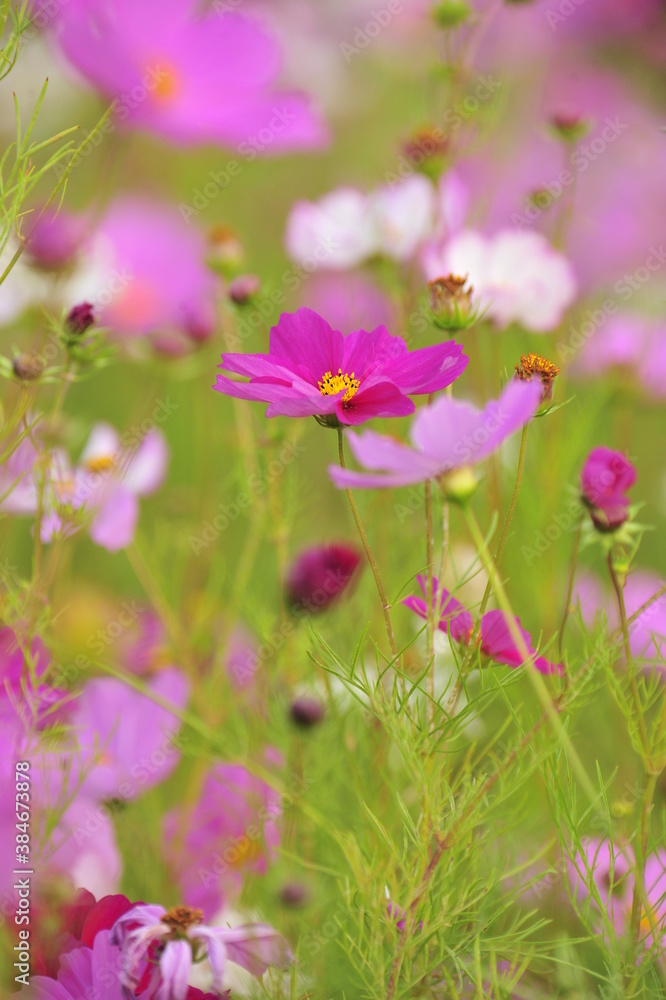 pink flowers in the garden