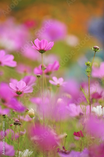 flowers in the field © carry1020