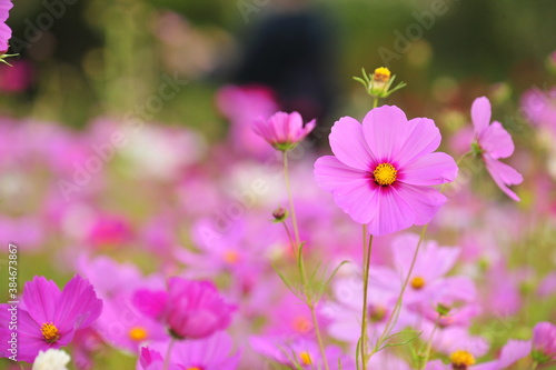 field of flowers