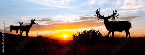 A male (buck) and two doe (female) mule deer against an evening sunset. photo