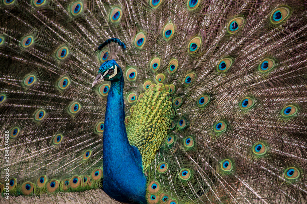 Obraz premium cute smelly blue peacock with green feathers