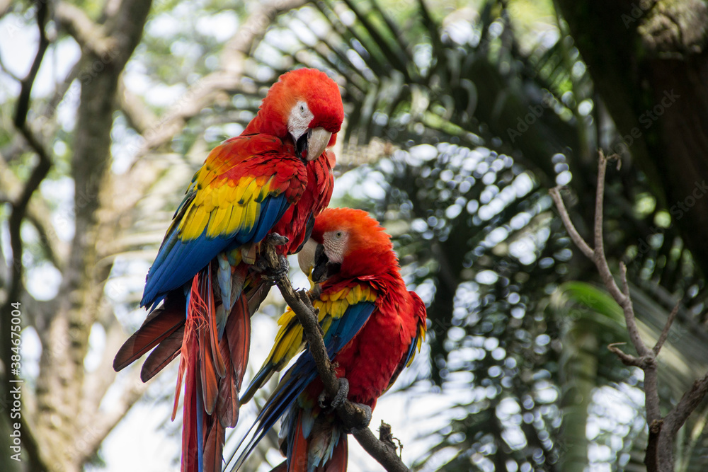 Obraz premium beautiful flag and green macaws