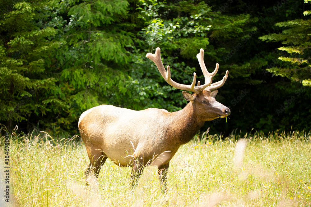 Fototapeta premium Large male elk in velvet grazing in a meadow