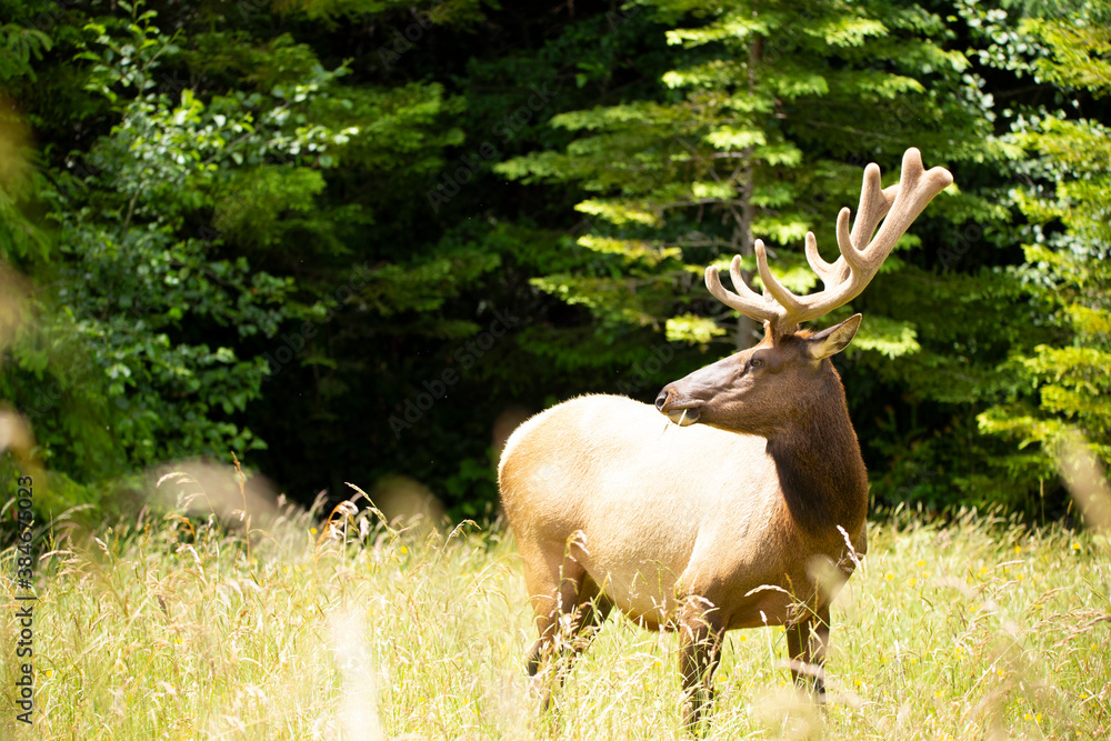 Fototapeta premium Large male elk in velvet alert and looking for predators in a meadow