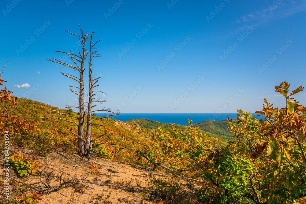Golden autumn in the taiga mountains of Russia Golden autumn in the taiga mountains of Russia