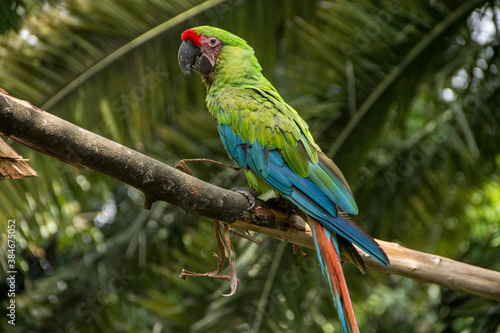 beautiful flag and green macaws