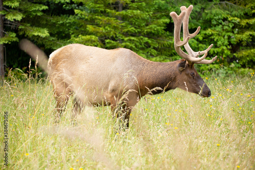 Large male elk in velvet looking for the best grazing