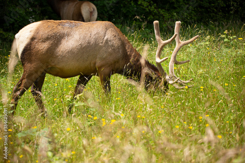Large elk head hidden in the grass while eating