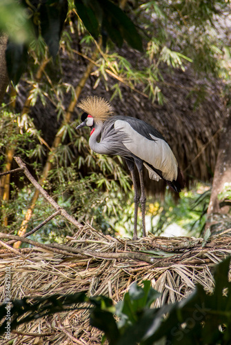 beautiful and majestic Gray crowned crane