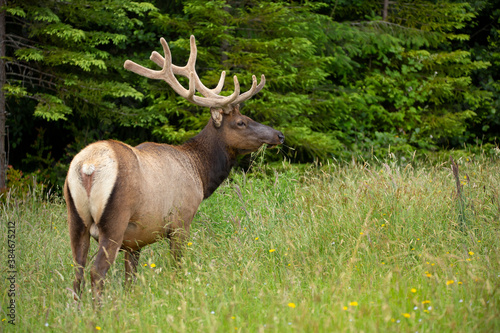 Elk with a mouthful of grass eating peacefully in a field