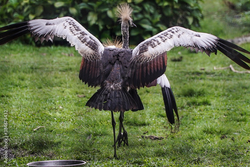 beautiful and majestic Gray crowned crane