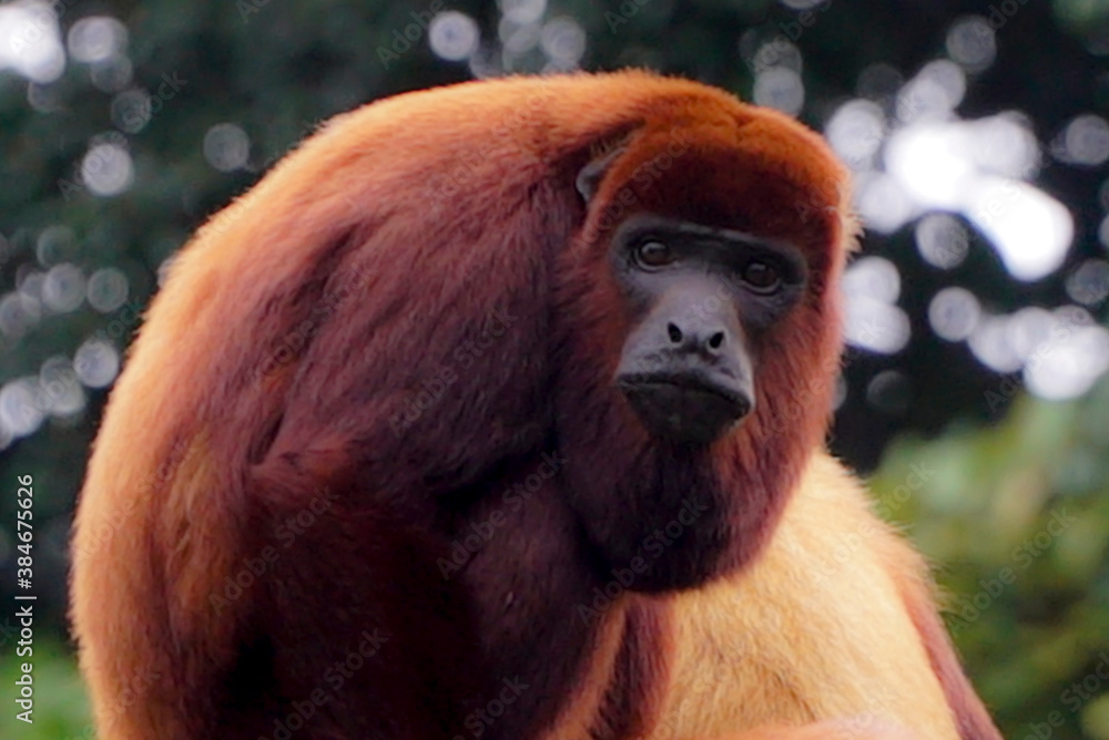 beautiful and exotic red howler monkey beautiful and exotic red howler monkey