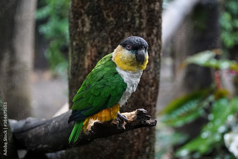 Obraz premium black-headed caiques, a parrot native to the Amazon