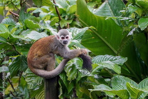 Photography beautiful little squirrel monkey in nature