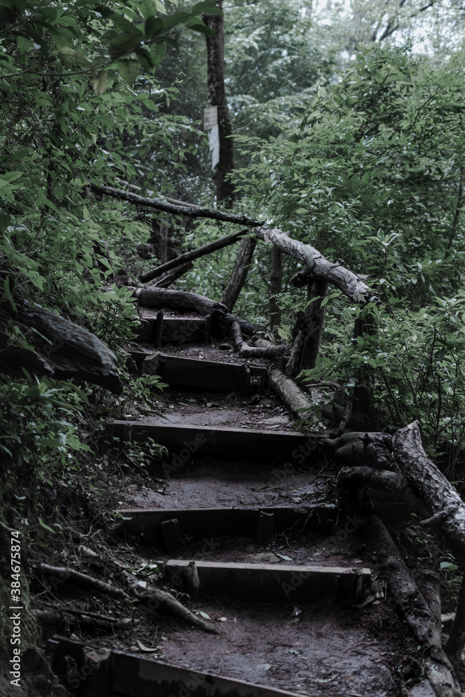 escaleras del bosque 