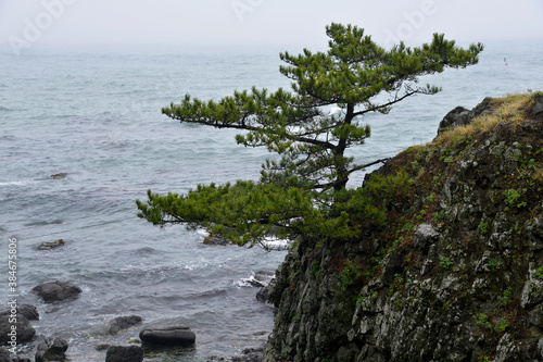 Pine tree by the sea in Gyeongju, Gyeongsangbukdo, South Korea photo