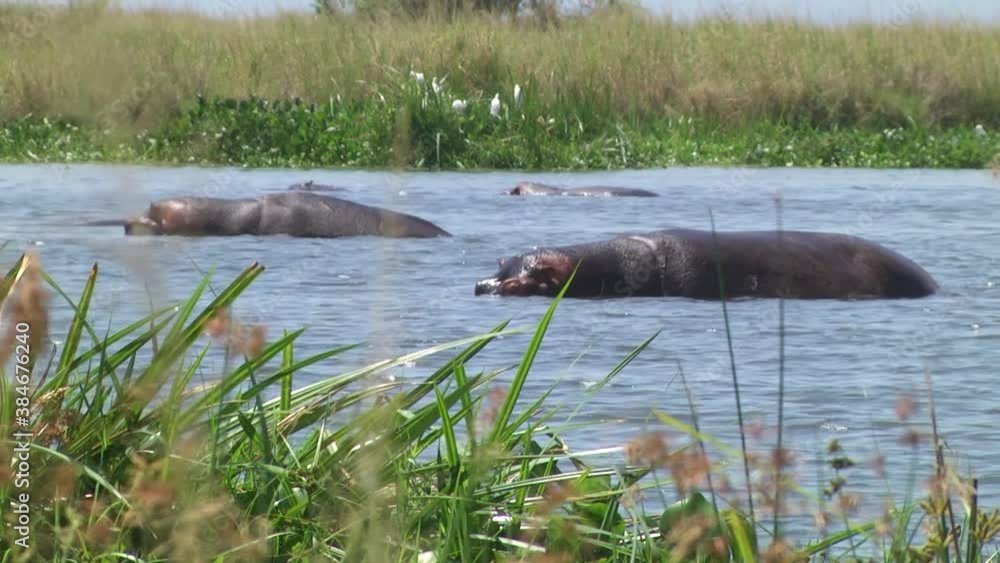 Hippos Cooling Off In Lake In Africa. Locked Off Hippos Cooling Off In Lake In Africa. Locked Off