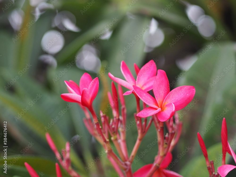 Sweet Oleander, Rose Bay, Nerium oleander name pink flower tree in garden on blurred of nature background, leaves are single oval shape, The tip and the base of the pointed smooth not thick hard Sweet Oleander, Rose Bay, Nerium oleander name pink flower tree in garden on blurred of nature background, leaves are single oval shape, The tip and the base of the pointed smooth not thick hard