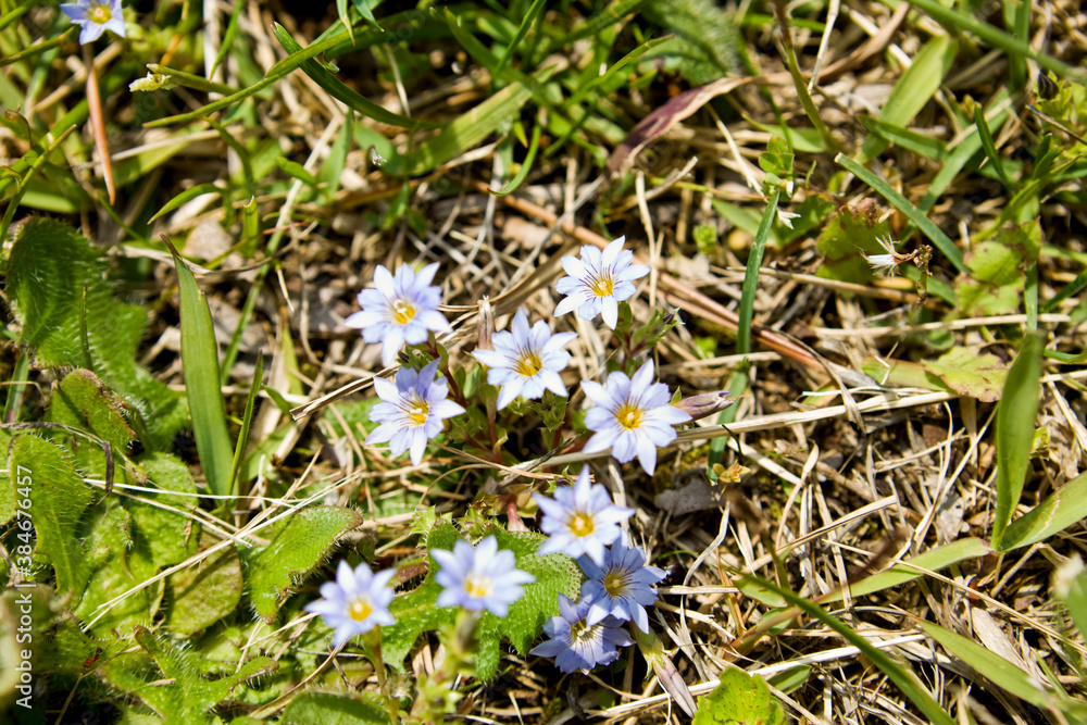 Close up of Gentiana (Gentiana squarrosa) Close up of Gentiana (Gentiana squarrosa)