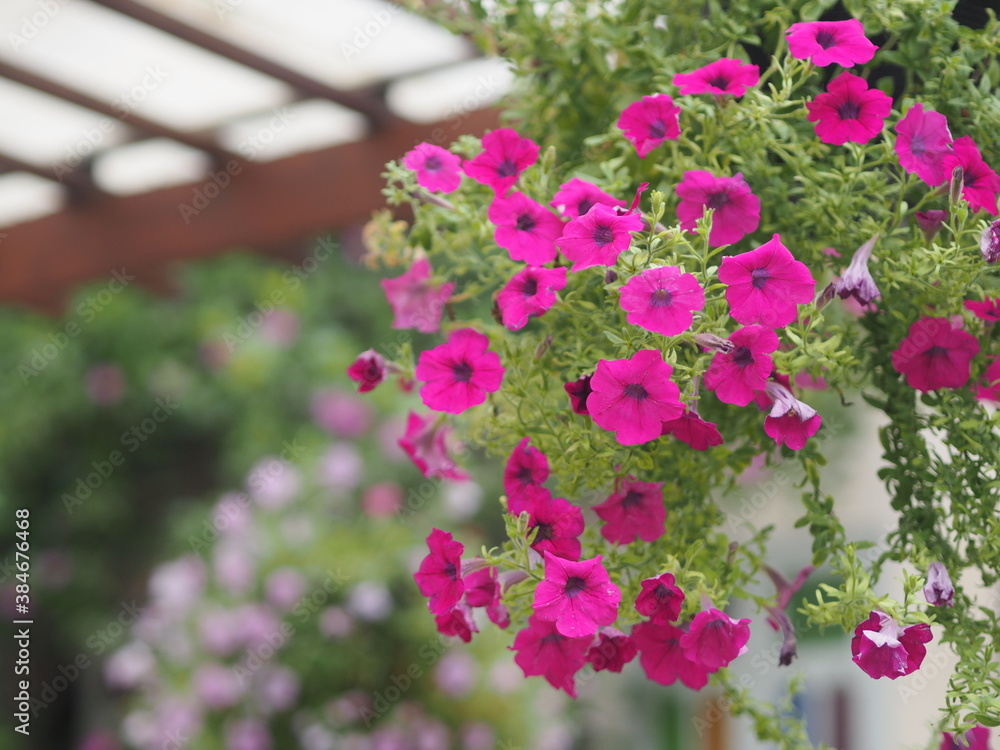 Wave dark pink Cascade color, Family name Solanaceae, Scientific name Petunia hybrid Vilm, Large petals single layer Grandiflora Singles flower in a plastic pot blooming in garden on blurred nature