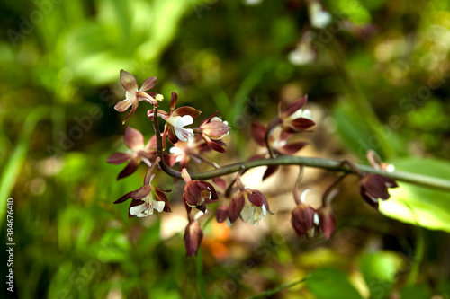 Close up of Calanthe discolor which species of orchid photo