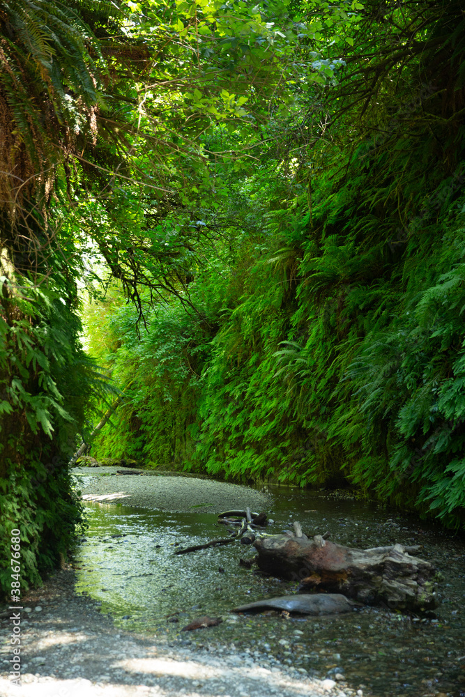 Canyon filled with ferns and a rocky creek running through it and reflections in the water Canyon filled with ferns and a rocky creek running through it and reflections in the water
