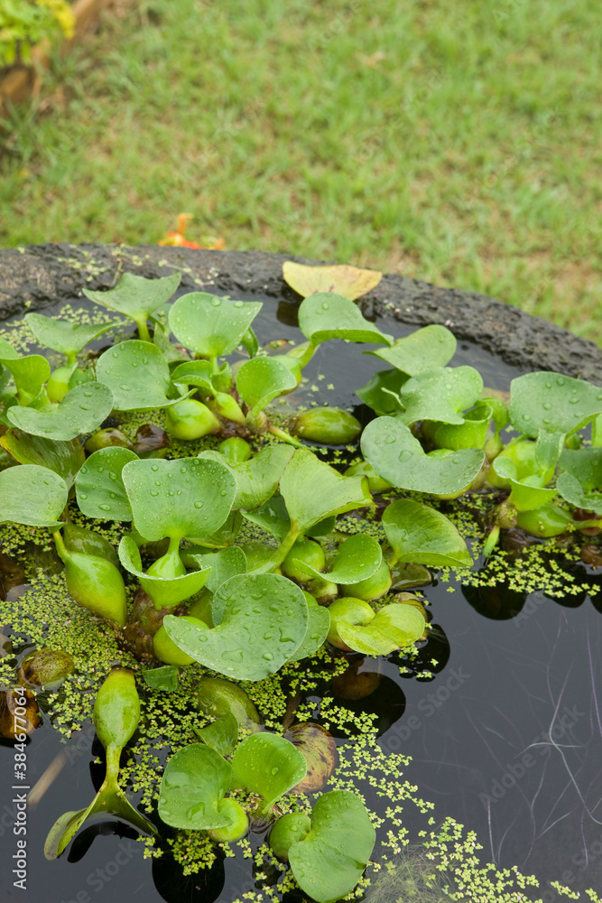 Water hyacinth plant in pot